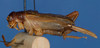 CollectionObject 1580025; f5c0c288-780e-468b-bd26-cb54b0426d11: male, lateral view (paratype of Gryllus fletcheri). (CollectionObject).