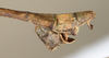 CollectionObject 1557304; NMW 645, f9e15317-ecad-451e-9f8e-c1986a57f9e7: copyright NMW, Vienna. male: end of abdomen, lateral view (holotype). (CollectionObject).