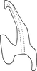 Aedeagus, lateral view on Erythridula zephyr (Ross & DeLong, 1953): Aedeagus (holotype of E. velutinae Hepner), lateral view. (Observation).