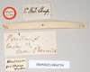 CollectionObject 1560062; NHMUK(SF IMPORT DUPLICATE) 844794, 963f9ea1-cfa5-4832-88c4-3b766c0ac107: copyright Natural History Museum, London. female, data labels [reversed where applicable] (holotype). (CollectionObject).