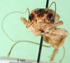 CollectionObject 1500736; 0cc89c07-20f7-4821-bcd3-1a70b8c3e167, MfN 1081: female, frontal view (holotype). (CollectionObject).