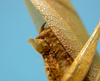 CollectionObject 1542714; DEES MZLQ-I0049, f344d4bc-58d8-4758-9d25-f1387412ccda: male, apex of the abdomen latero-ventral view (holotype). (CollectionObject).