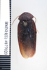 CollectionObject 1573276; b73ae925-57e7-43c5-b9b2-4bfafe94ad03: Copyright NHM, London. Male: dorsal view, non-type. (CollectionObject).