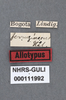 Other: !! display not done !! on Ischnocentrus niger Stål, 1870: (Observation).