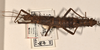 CollectionObject 1561554; 6cdbe08b-dbcd-4592-830b-23e49866e842: copyright UMO. female of synonym Acanthoderus spiniventris (syntype). (CollectionObject).;CollectionObject 1561555; effcc6fe-eba2-4459-a612-4ec6e76c6540: copyright UMO. female of synonym Acanthoderus spiniventris (syntype). (CollectionObject).