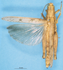 CollectionObject 1581400; 981c6b7a-972e-46e5-be29-6f2fd915821c: female, dorsal view (paralectotype). (CollectionObject).