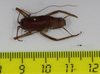 CollectionObject 1575862; 54591da4-a104-4abc-a8db-098435bb376c: male, dorsal view (holotype). (CollectionObject).