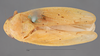 Habitus, dorsal view: !! display not done !! on Ponana (Ponana) citrina (Spångberg, 1878): (Observation).