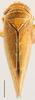 Habitus, dorsal view: !! display not done !! on Jaacunga spatulatus (DeLong, 1946): Jaacunga spatulata, dorsal habitus (OSUC). (Observation).
