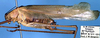 CollectionObject 1517289; 0df873c9-8691-4d6e-8de7-7dbcc16bbcc3: male, lateral view (holotype). (CollectionObject).
