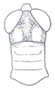 Utanacris pulchra Miller, 1934: Fig. 6 A. male head and pronotum from above (pronotum 4 mm). (Otu).