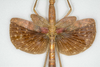 CollectionObject 1584034; fe072f9b-b2c7-490d-8271-509c3f32489d: Copyright ZSMC, Munich. female, wings (holotype). (CollectionObject).