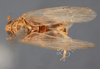 Habitus, dorsal view on Delphacodes platystylus Muir, 1930: (Observation).