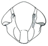 Head: !! display not done !! on Doleranus Ball, 1936: Doleranus longulus, face. (Observation).