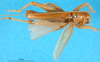 CollectionObject 1567524; 4c4193f5-1e73-41c0-8369-1e270e4e79ac: male, dorsal view. (CollectionObject).