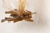 CollectionObject 1531181; c4fe1a50-abf2-4a3e-a328-c5d73e2fcd3f: female, dorsal view (syntype). (CollectionObject).