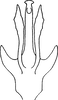 Aedeagus, ventral view on Erythridula occidua (Beamer & Griffith, 1935): Aedeagus, ventral view. (Observation).