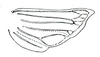 Hind wing: Neohecalus lineatus, female, hindwing. (Observation).