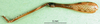 CollectionObject 1569170; 547c5756-0a52-4f51-bdc6-546df7ea8af4: male, hind leg (paratype). (CollectionObject).