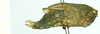 female, lateral view (syntype). Depicts CollectionObject 1586195; ce4f9575-2a33-4eb5-a1c2-d61e0c42ecbc, a CollectionObject.