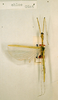 CollectionObject 1560074; 2ac3f9aa-bc66-4f99-b3c6-fac86be02a54: copyright NHRS, Stockholm. male of synonym Necroscia chloe (holotype). (CollectionObject).