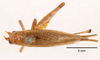 CollectionObject 1522928; 2d5086a0-fdd2-44d7-968e-1ddac0c9c44d: female, dorsal view (holotype). (CollectionObject).