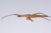 CollectionObject 1557231; afeebaae-379e-463d-bc14-7cc056aab3a8: copyright NHMB, Basel. female, lateral view (syntype). (CollectionObject).;CollectionObject 1557232; 2b50f075-48ad-4d8a-b9c4-87f8fc2837f9: copyright NHMB, Basel. female, lateral view (syntype). (CollectionObject).