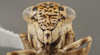 Head on Calliscarta abrupta Freytag, 1988: Head/Face. (Observation).