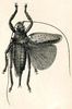 Pantecphylus (Pantecphylus) cerambycinus Karsch, 1891: Pl. III, Fig. 11. female, dorsal view (from Karsch 1891). (Otu).