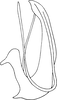 Aedeagus, lateral view: Aedeagus, lateral view. (Observation).