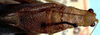 CollectionObject 1522587; fcbdedd7-3e02-4120-a171-7bbfc54b314d: male, dorsal view (lectotype). (CollectionObject).