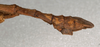 CollectionObject 1560142; NMW 462, a80fe394-53e3-4eb0-a0f3-14a040bdc86c: copyright NMW, Vienna. male: end of abdomen, lateral view (lectotype). (CollectionObject).