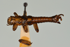 CollectionObject 1562221; 3d1b5623-a7f1-41dd-b5a8-6eb996f51715: copyright USNM, Washington. (CollectionObject).