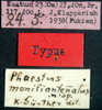 CollectionObject 1503579; 7e9d1eb1-95ee-4641-b4a9-e66445114d47: labels (syntype). (CollectionObject).