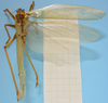 CollectionObject 1542786; DEES #10054, 279e0255-d7ff-4135-a200-5504624c8644: male, body dorsal view (holotype). (CollectionObject).