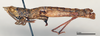 CollectionObject 1535503; 0bb22d0a-ecc3-467b-a7dd-973151cd548c: male, lateral view (holotype). (CollectionObject).