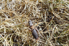 CollectionObject 1598774; 4c739932-0e87-44c9-9f98-859e8673ce04: male. (CollectionObject).