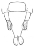 Tomias (Semiophygas) gerriesmithae Naskrecki, 2008: Fig. 2 D. male abdomen tip, ventral view. (Otu).