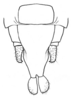 Fig. 2 D. male abdomen tip, ventral view. Depicts Tomias (Semiophygas) gerriesmithae Naskrecki, 2008, an Otu.