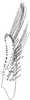 Subgenital plate, ventral view on Distantasca paraterminalis (Qin & Zhang, 2007): Subgenital plate. (Observation).