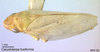 Habitus, lateral view on Carystoterpa fusiformis Hamilton & Morales, 1992: (Observation).