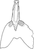 Aedeagus, ventral view on Dipemura bifida Dworakowska, 2011: Aedeagus (D. fibida), ventral view. (Observation).