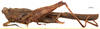 CollectionObject 1577268; OUM 725 1/3, 8f5d6ad1-4778-437e-a4ff-9bc911d7adaa: female, lateral view (paralectotype). (CollectionObject).