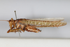CollectionObject 1505903; ef3688d0-79db-4b94-b71b-f7eed251f616: male, lateral view (holotype). (CollectionObject).