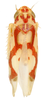 Habitus, dorsal view: Habitus (holotype of E. ligata var. allecta McAtee, USNM collection). (Observation).