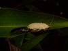 Gromphadorhina portentosa (Schaum, 1853): (Otu).