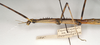 CollectionObject 1556989; 6f332655-c928-4699-b505-6cc10e1f1bb1: copyright St. Petersburg. female: head and thorax, lateral view (syntype). (CollectionObject).
