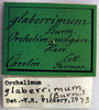 Orchelimum (Orchelimum) vulgare Harris, 1841: labels (Xiphidium glaberrimum). (Otu).