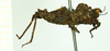 CollectionObject 1532568; 4519e0aa-efd1-42e0-9f67-6a8fc6fd75e4: female, lateral view (holotype). (CollectionObject).