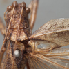 CollectionObject 1505780; 33cda1f1-06f4-4333-9633-125df9c87c80: male pronotum, dorsal view (syntype). (CollectionObject).